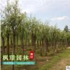基地批發優質垂柳樹苗 綠化工程苗 街道規格齊全 園林垂柳小樹苗