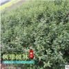 供應貼梗海棠 叢生貼梗海棠 鐵梗海棠 開花灌木