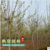工程綠化小苗批發 法桐樹苗 規格齊全 速生法桐 行道綠化苗