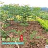 供應各種苗木 基地直銷 優質 欒樹苗 綠化工程 高桿行道樹
