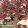 綠化花木 美人梅 梅花 規(guī)格齊全 價格低廉 園林觀賞