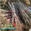 供應綠化工程苗 七葉樹 小苗 規(guī)格齊全