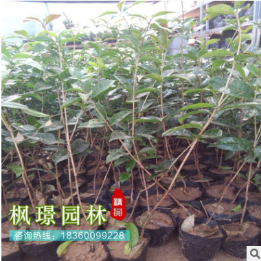 四季桂花樹苗盆栽 金桂八月桂丹桂 嫁接苗大桂花樹盆景