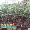 四季桂花樹苗盆栽 金桂八月桂丹桂 嫁接苗大桂花樹盆景