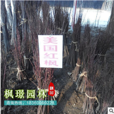 直銷美國紅楓大小苗 美國紅楓秋火焰小苗 北美紅楓 加拿大紅楓苗