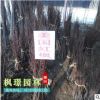 直銷美國紅楓大小苗 美國紅楓秋火焰小苗 北美紅楓 加拿大紅楓苗