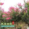 綠化苗木 速生紅花 紫薇樹苗 正宗速生紫薇小苗 速生紫薇苗