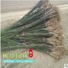 綠化苗木批發(fā) 國槐樹苗工程綠化國槐小苗 規(guī)格齊全槐樹苗
