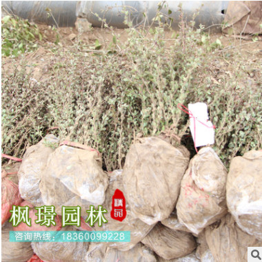 基地直銷 紅葉小檗 紅葉小檗樹批發(fā) 工程綠化樹紅葉小檗球
