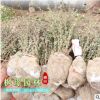 基地直銷 紅葉小檗 紅葉小檗樹批發(fā) 工程綠化樹紅葉小檗球