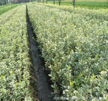批發直銷 金邊冬青 色塊植物 庭院植物花木基地