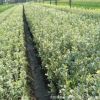 批發直銷 金邊冬青 色塊植物 庭院植物花木基地