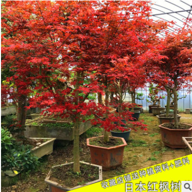 批發日本紅楓樹苗庭院綠化植物客廳陽臺四季中國紅楓盆栽嫁接紅楓