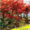 批發日本紅楓樹苗庭院綠化植物客廳陽臺四季中國紅楓盆栽嫁接紅楓