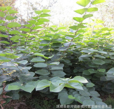 供應各種綠化苗紫荊 紫荊基地 紫荊價格 紫荊圖片 滿條紅批發