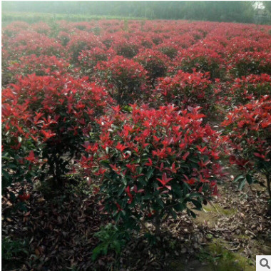 色塊綠化苗石楠球 優質紅葉石楠球規格齊全 紅葉石楠球工程綠化