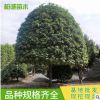 基地供應桂花樹 四季嫁接桂花樹苗 叢生桂花苗公園街道行道樹苗