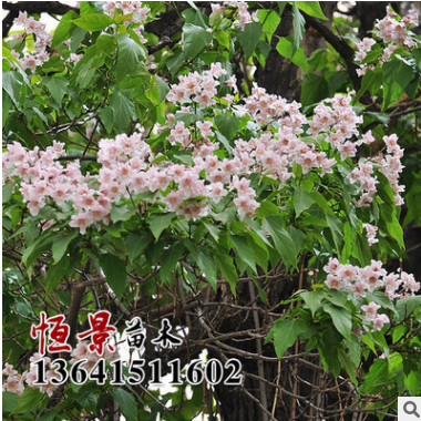 批發(fā)楸樹(shù)樹(shù)苗 綠化工程 楸樹(shù)樹(shù)苗銷售 量大優(yōu)惠 價(jià)格從優(yōu)