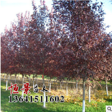 批發(fā)紫葉稠李 紅葉李樹(shù)苗速生紫葉李小苗 紫葉李樹(shù)苗