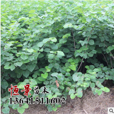 批發(fā)紫荊樹(shù)苗 綠化工程 基地發(fā)貨 叢生紫荊樹(shù)苗銷售 價(jià)格從優(yōu)