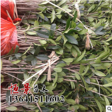 基地綠化苗木 桂花樹(shù)苗 綠化工程苗木 桂花苗 桂花樹(shù)批發(fā)香飄十里