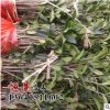 基地綠化苗木 桂花樹苗 綠化工程苗木 桂花苗 桂花樹批發香飄十里