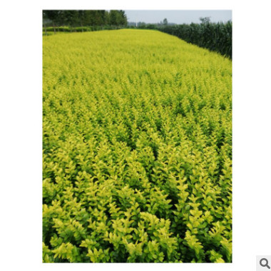 自產(chǎn)自銷金葉女貞工程苗-金葉女貞球大量銷售