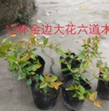 金邊六道木