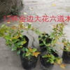金邊六道木