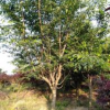 大小規格浙江上虞染井吉野早櫻基地
