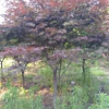2019年浙江紹興紅楓新報價