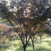 浙江紹興紅楓哪里好/哪家便宜