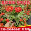 孔雀草 黃花紅花橙花顏色齊全 花卉盆栽陽臺庭院植物