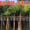 重陽木 秋楓移栽苗 園林行道風景樹大量批發