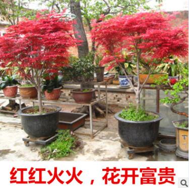 紅楓樹(shù)苗四季紅美國(guó)紅楓樹(shù)苗紅舞姬庭院景觀綠化林蔭道庭院苗木