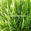 小盼草 凌風草 浙江地區 基地直銷 大量供應