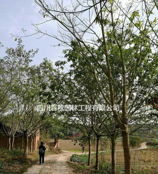 四川黃葛樹種植基地，黃葛樹規格齊全價格優惠