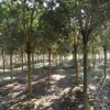 全國*大的女貞基地江蘇鹽城，華山松、常春藤
