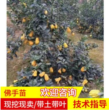 佛手苗批發佛手果樹苗 適合南北方庭院種植 盆栽地栽多肉型果樹