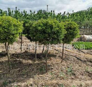 出售高桿大葉黃楊樹 質量好 價格優惠 四季常青