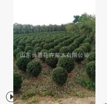 大葉黃楊球 冬青球 規格齊全 園林綠化工程用苗 四季常青