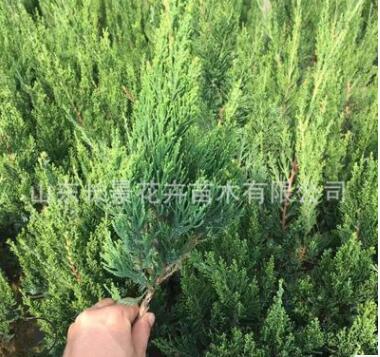 龍柏 小龍柏綠化工程苗 基地直銷規格齊全
