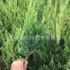 龍柏 小龍柏綠化工程苗 基地直銷規格齊全