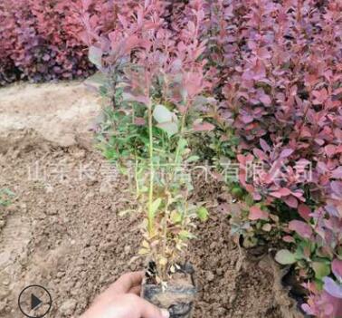 紅葉小檗 盆栽 基地直銷 綠化工程用苗 批發零售