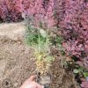 紅葉小檗 盆栽 基地直銷 綠化工程用苗 批發零售