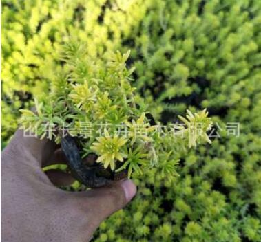 佛甲草 上盆 規格齊全 苗木基地直銷 價格優惠 佛甲草