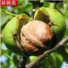 批發果樹苗木嫁接苗 當年結果9818核桃苗