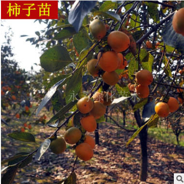 柿子樹(shù)苗 庭院盆栽嫁接柿子樹(shù)苗南北方種植植