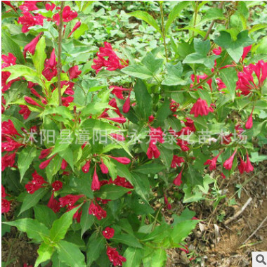 供應(yīng)紅王子錦帶 苗木 工程綠化 護(hù)地綠化 各種規(guī)格齊全 量大優(yōu)惠