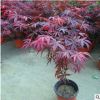 批發 園林綠化苗木 紅楓嫁接樹苗